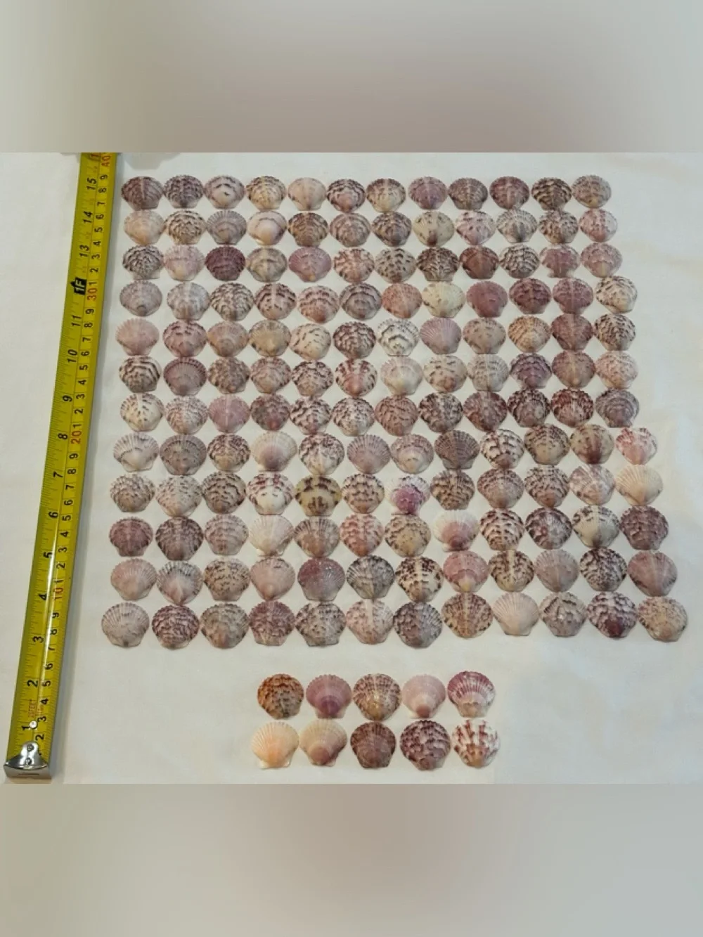154 LOT SEA SHELLS SANIBEL FL.  SCALLOP 1